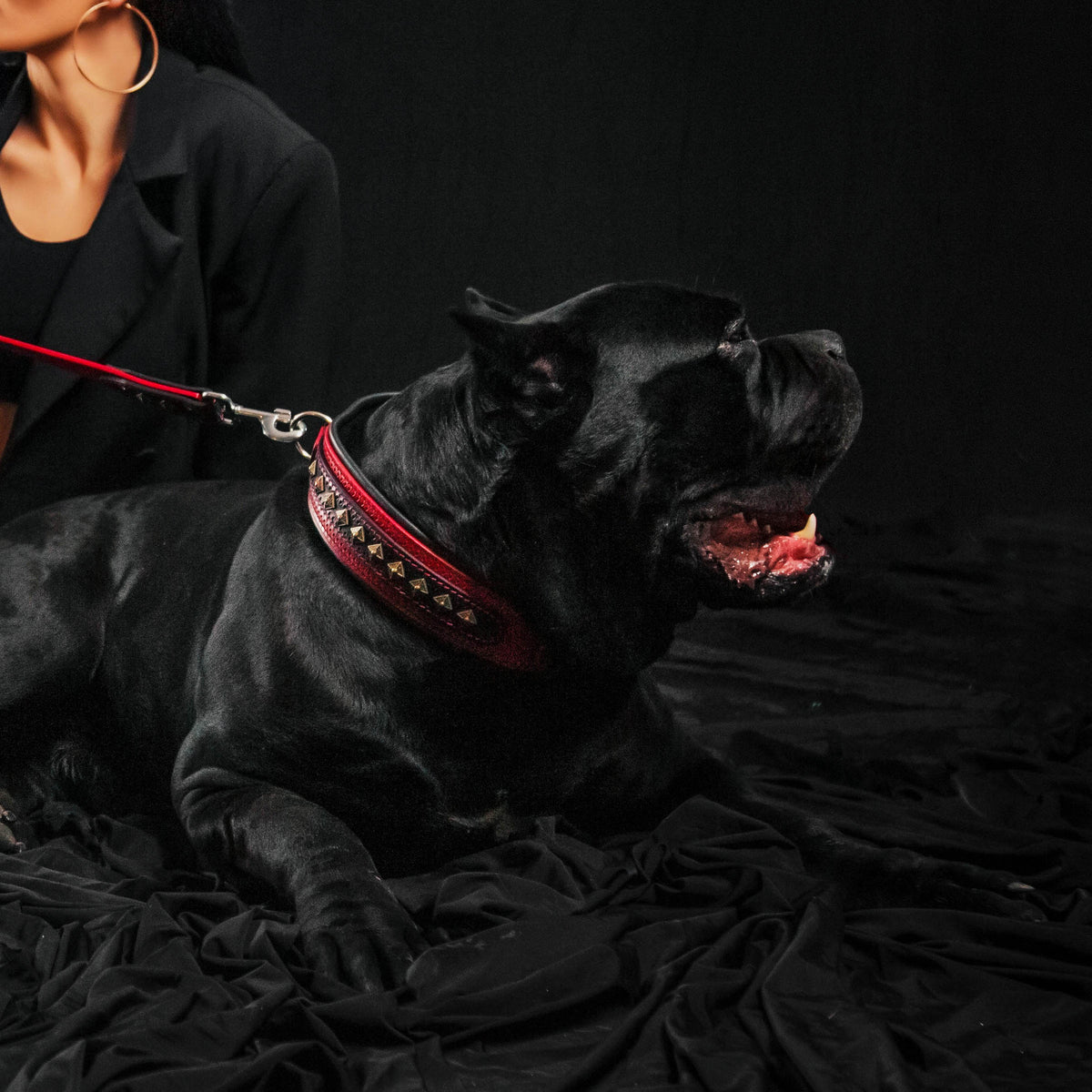 The "Balteus" red collar