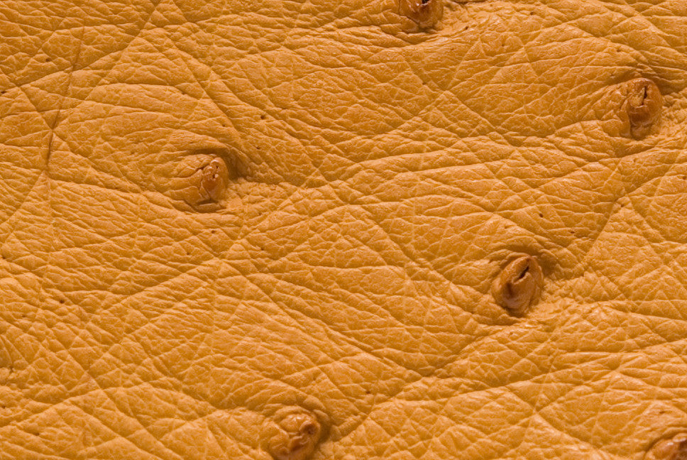 Buttercup__10915.jpg