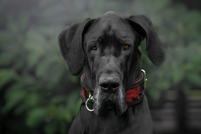 The ''Red Dragon'' collar