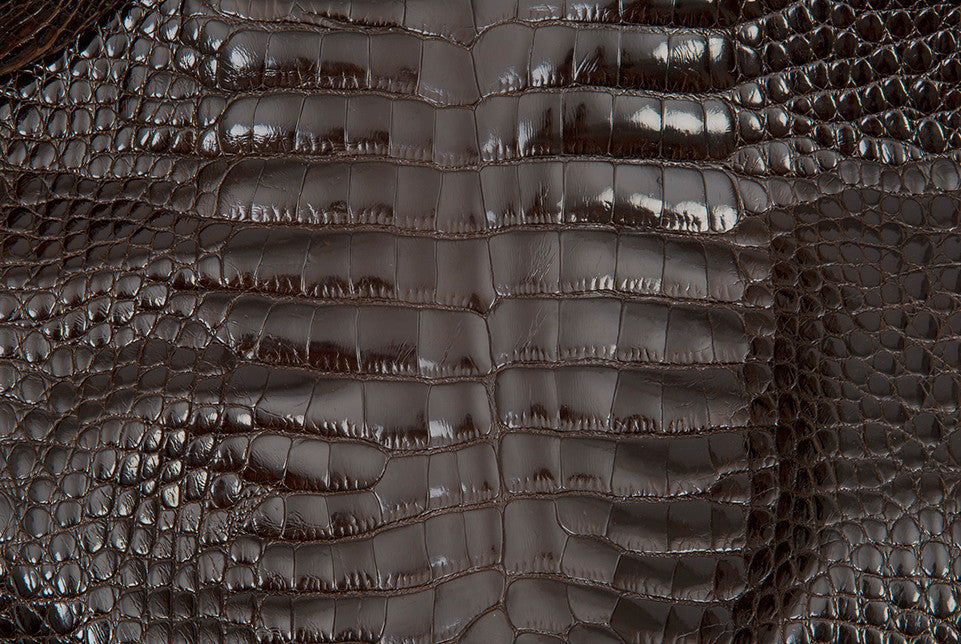 American Alligator