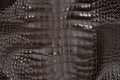 American Alligator
