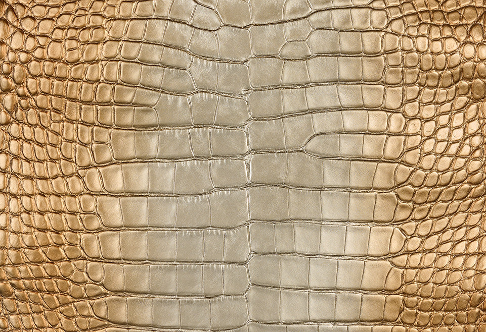American Alligator