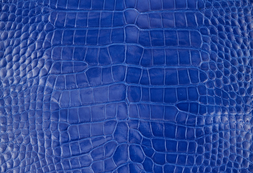 American Alligator