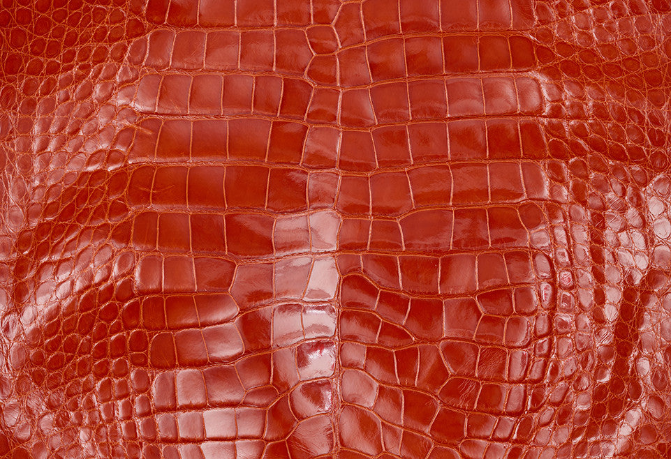 American Alligator
