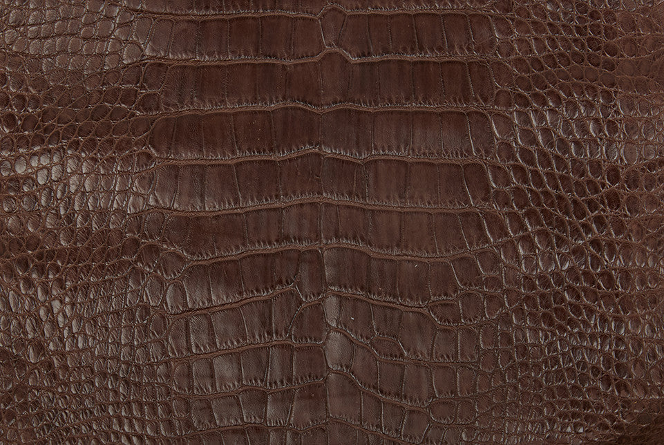 American Alligator