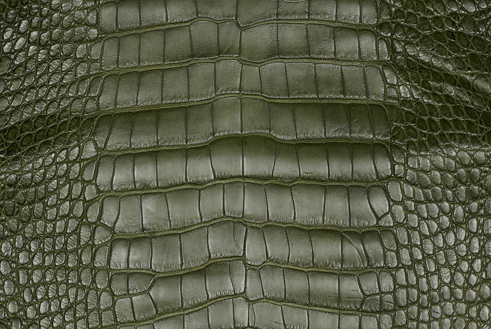 American Alligator