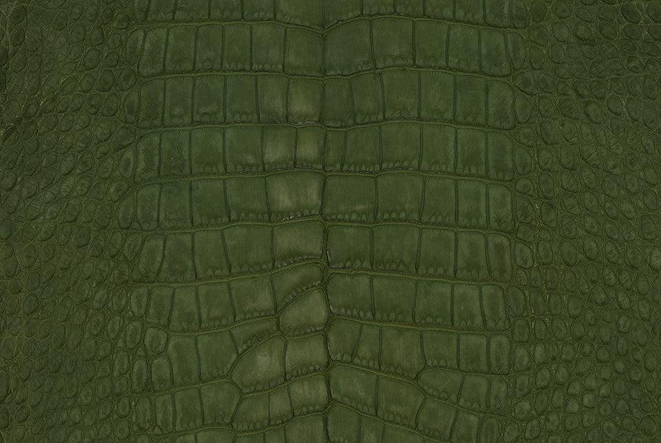 American Alligator