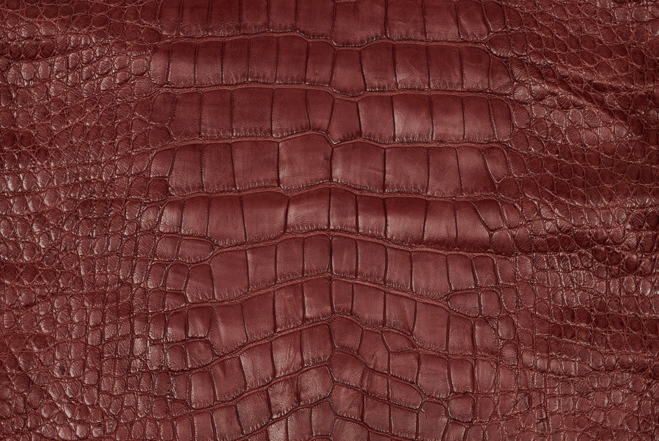 American Alligator