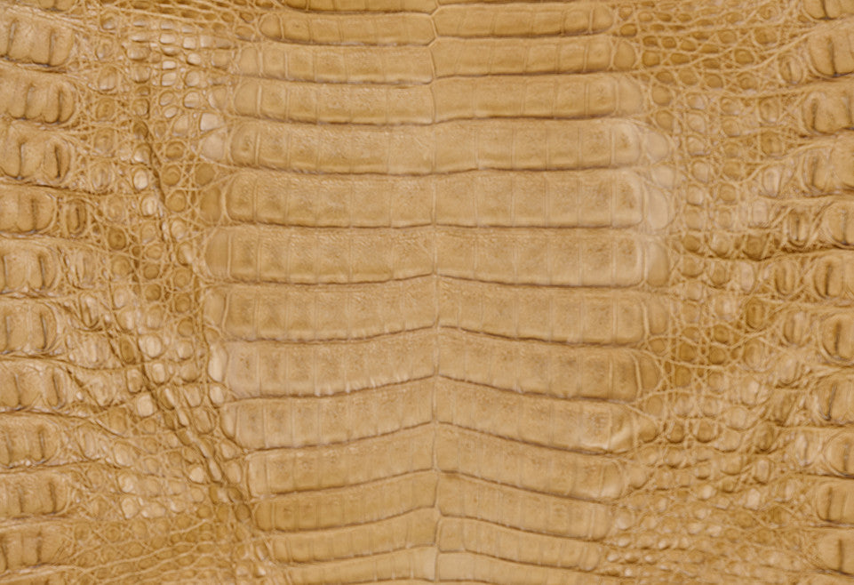 Caiman