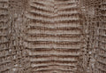 Caiman