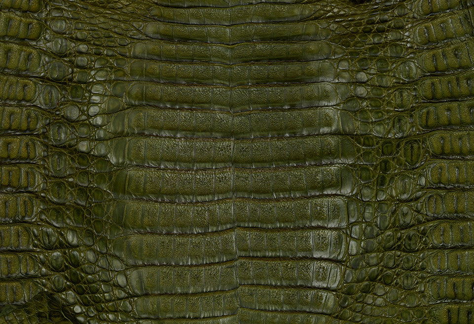 Caiman