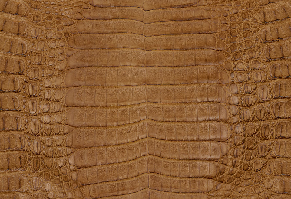 Caiman
