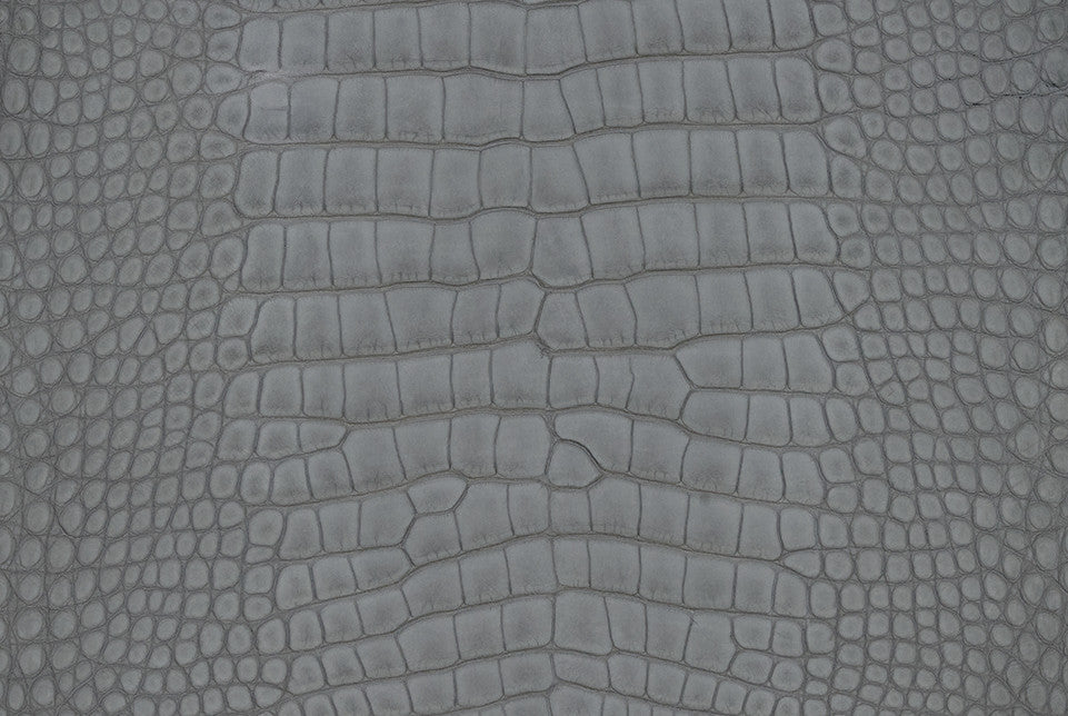 American Alligator