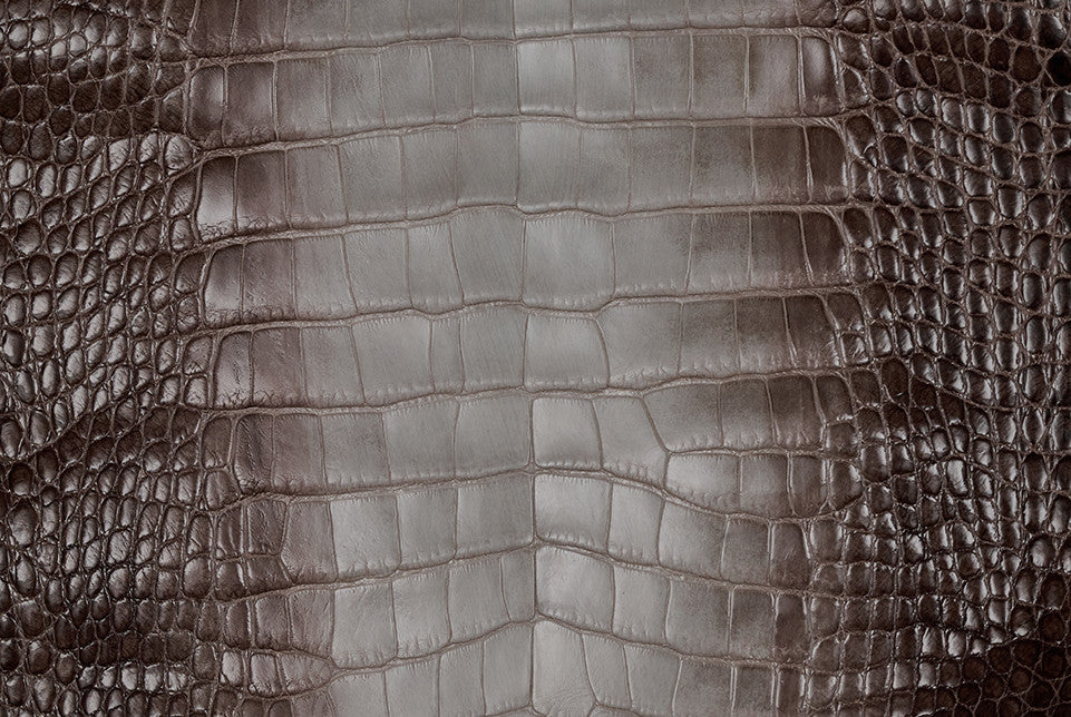 American Alligator