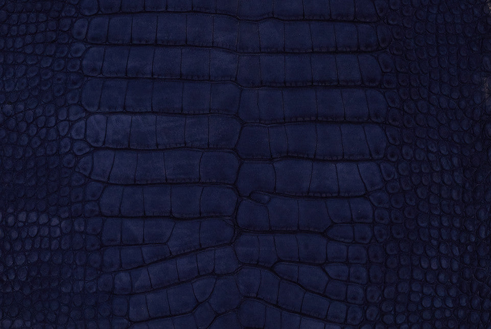 American Alligator