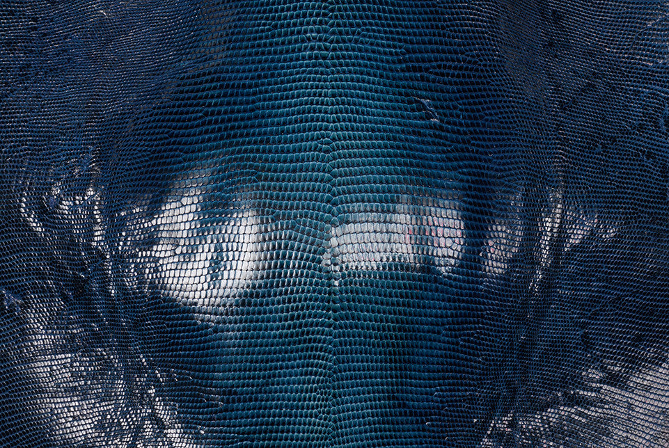 Lizard