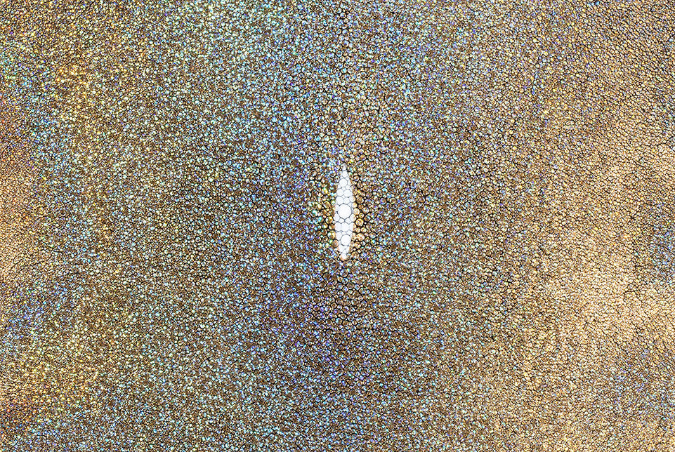 Stingray