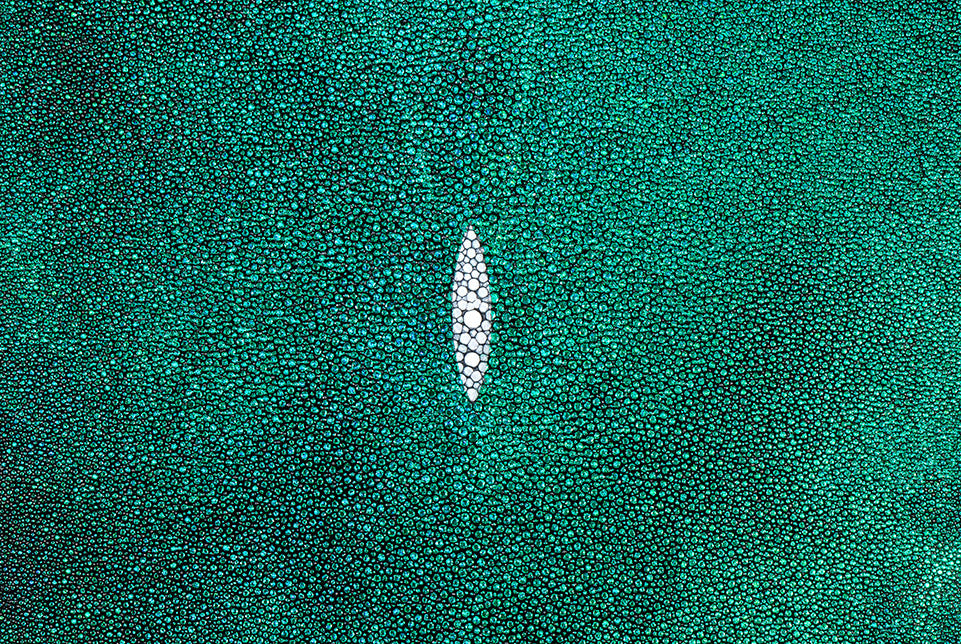 Stingray