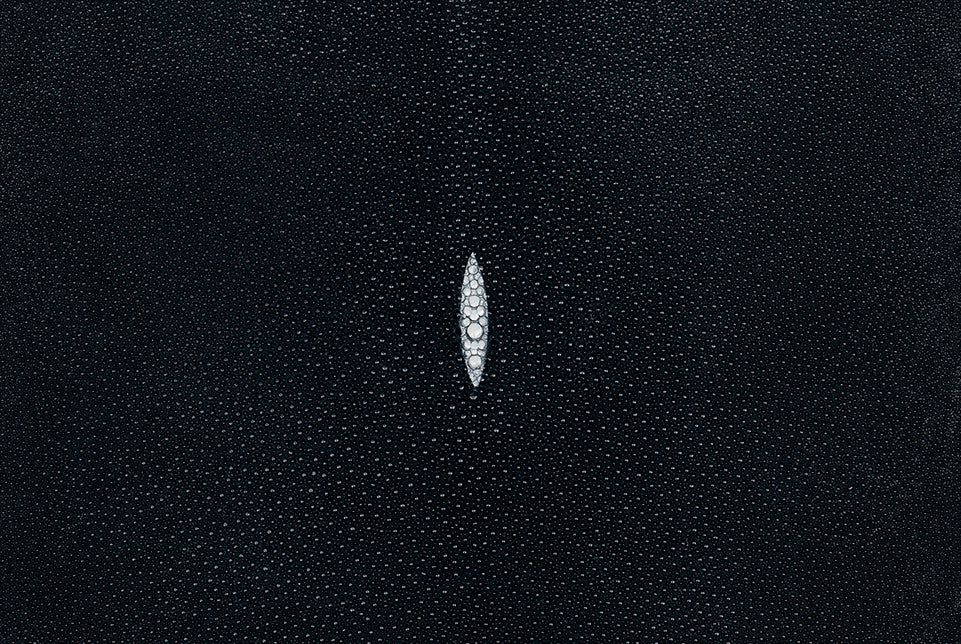 Stingray