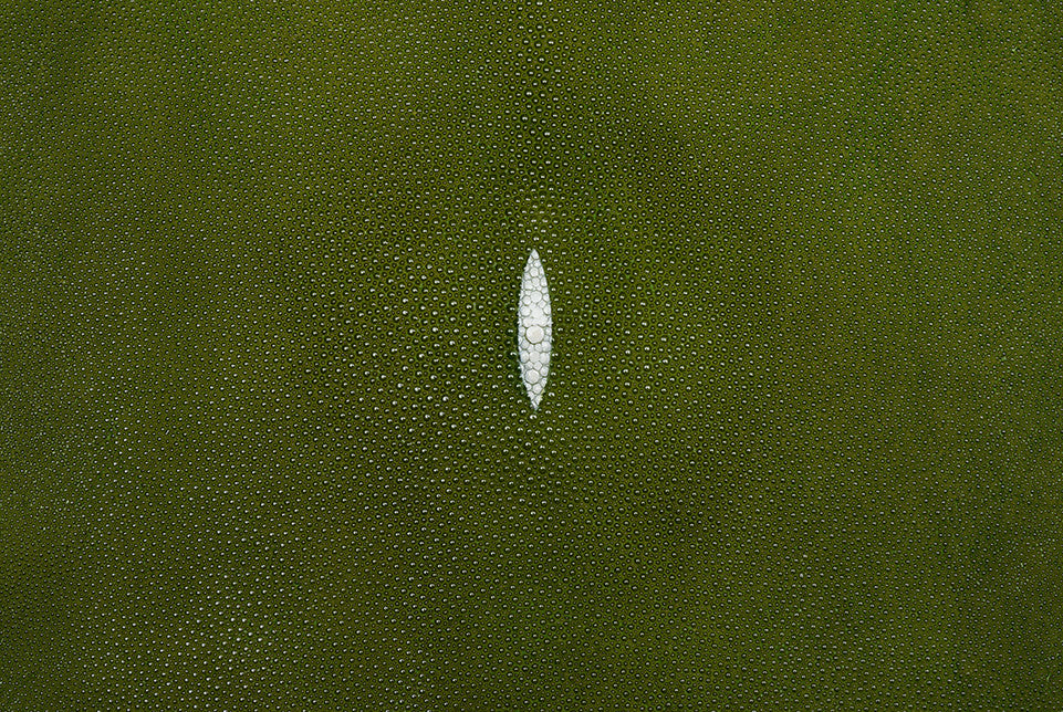 Stingray