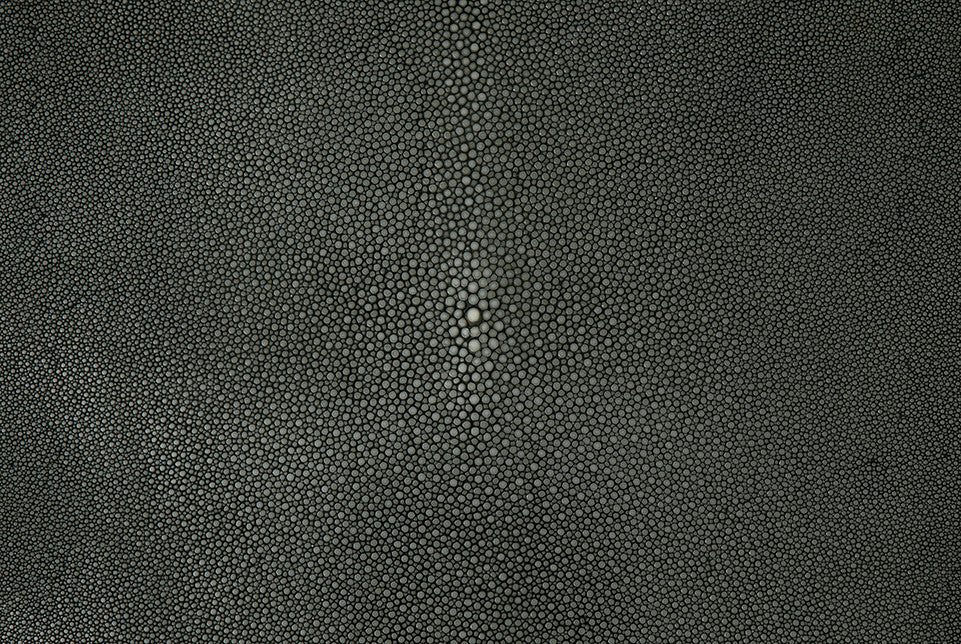 Stingray