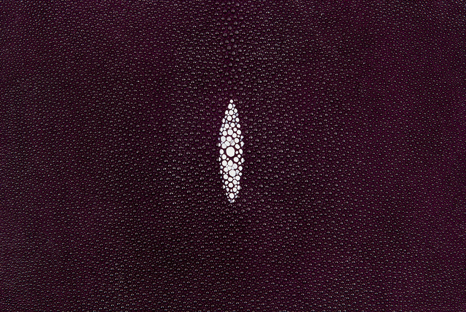 Stingray