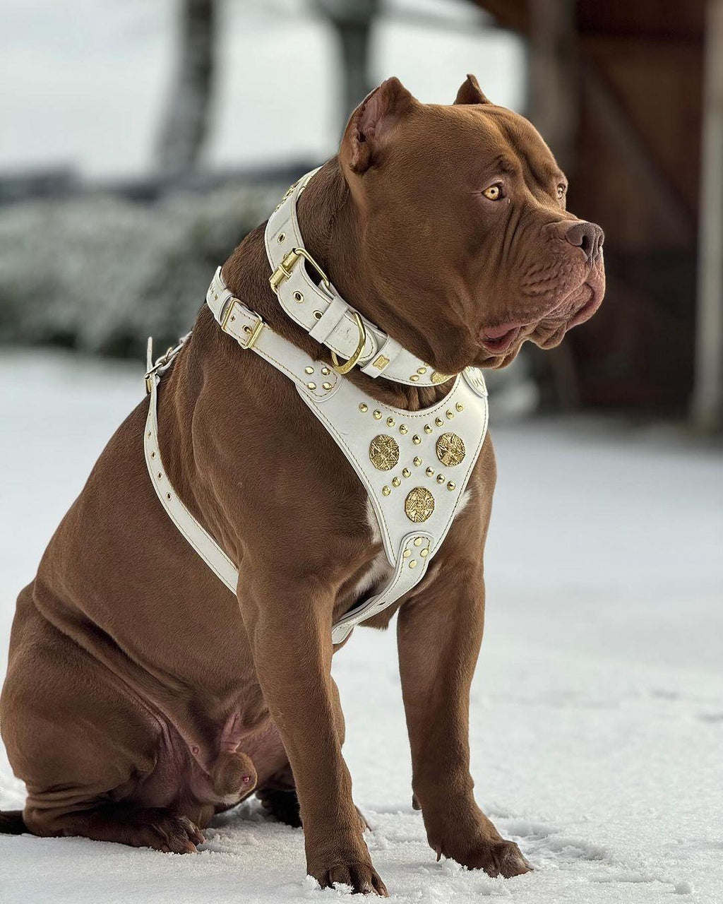 The “Maximus” Collar — White & Gold