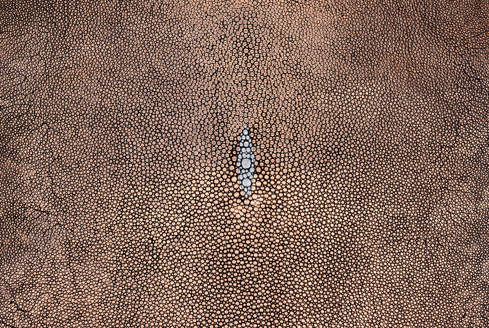 Stingray