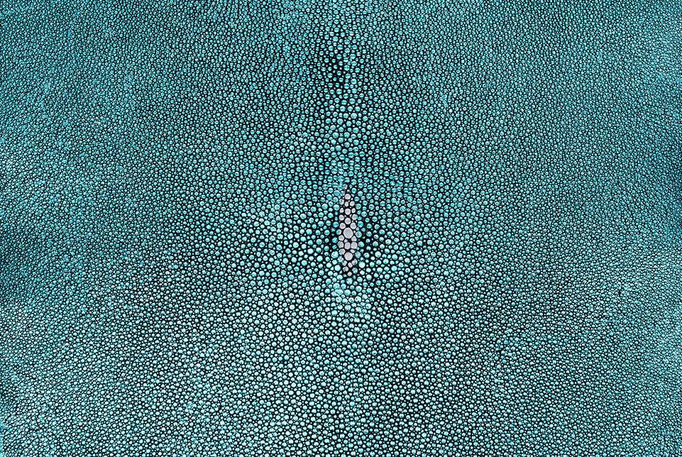 Stingray