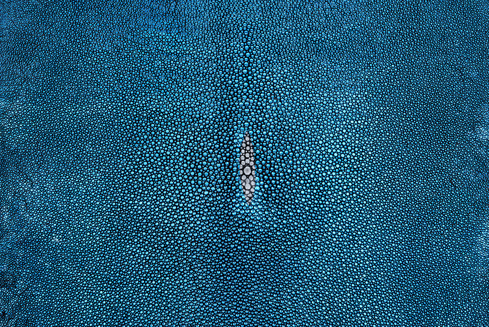 Stingray