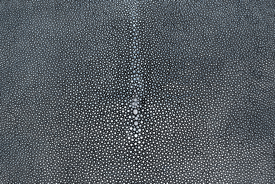 Stingray