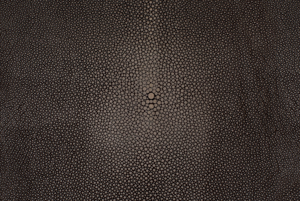 Stingray