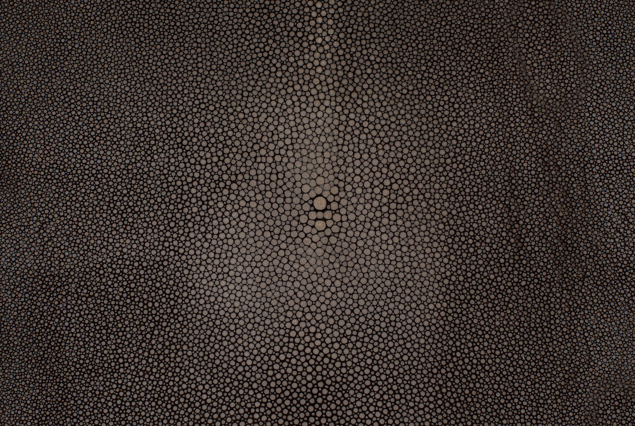 Stingray