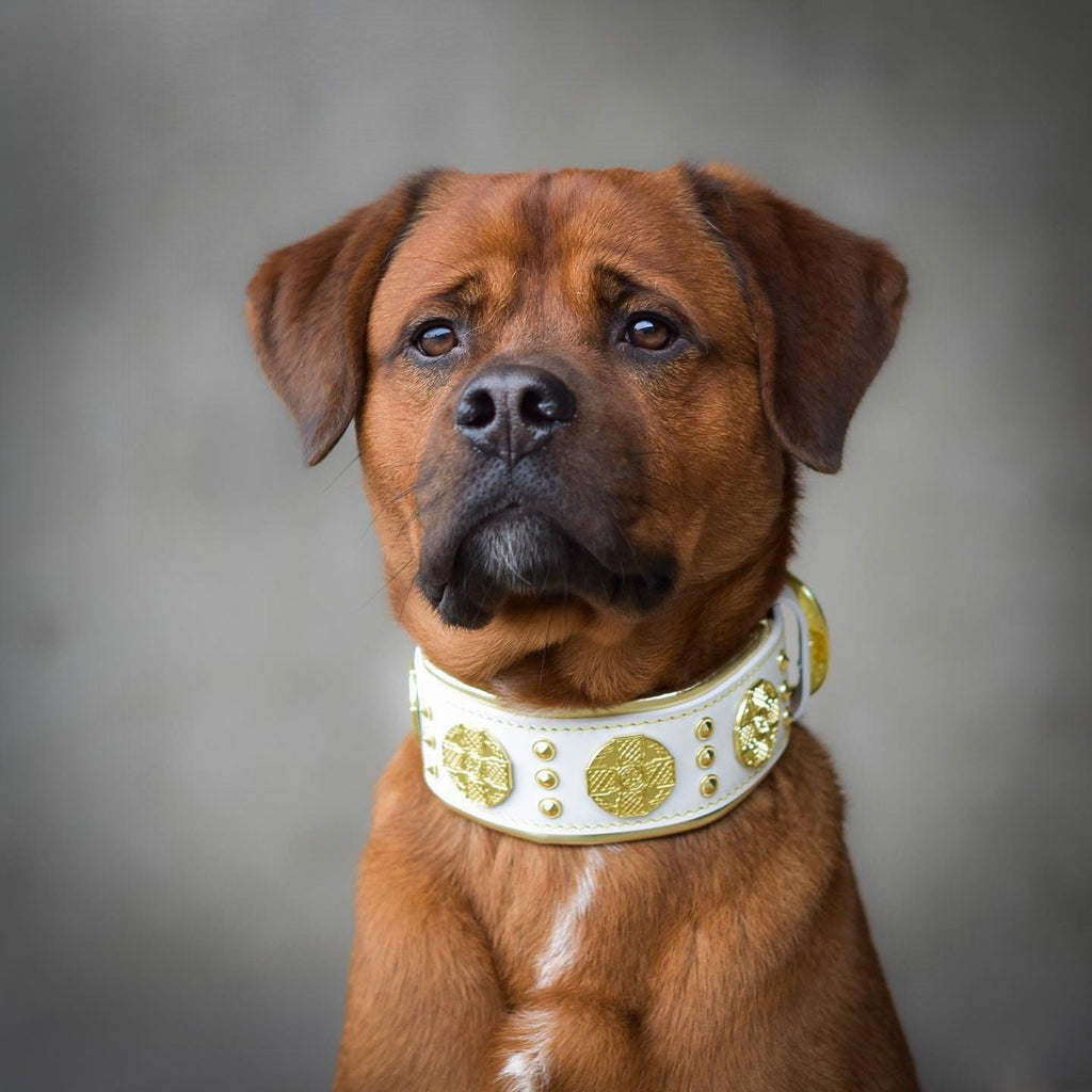 The “Maximus” Collar — White & Gold