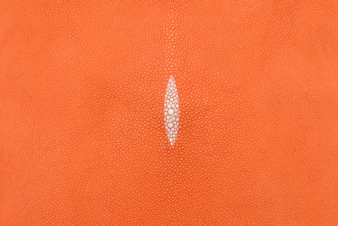 Stingray