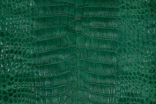American Alligator