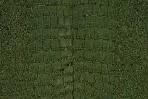 American Alligator