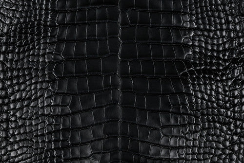 American Alligator