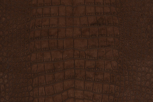 American Alligator