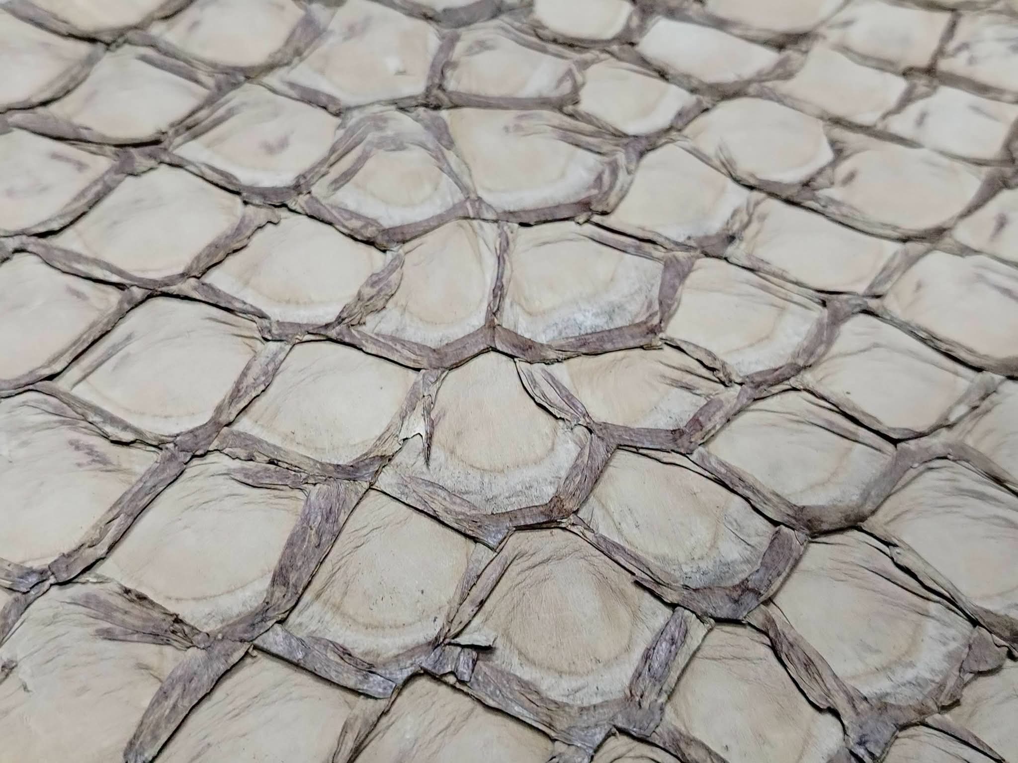 Pirarucu