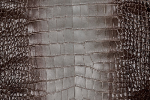 American Alligator