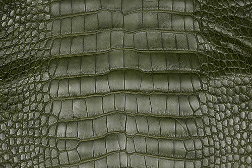 American Alligator
