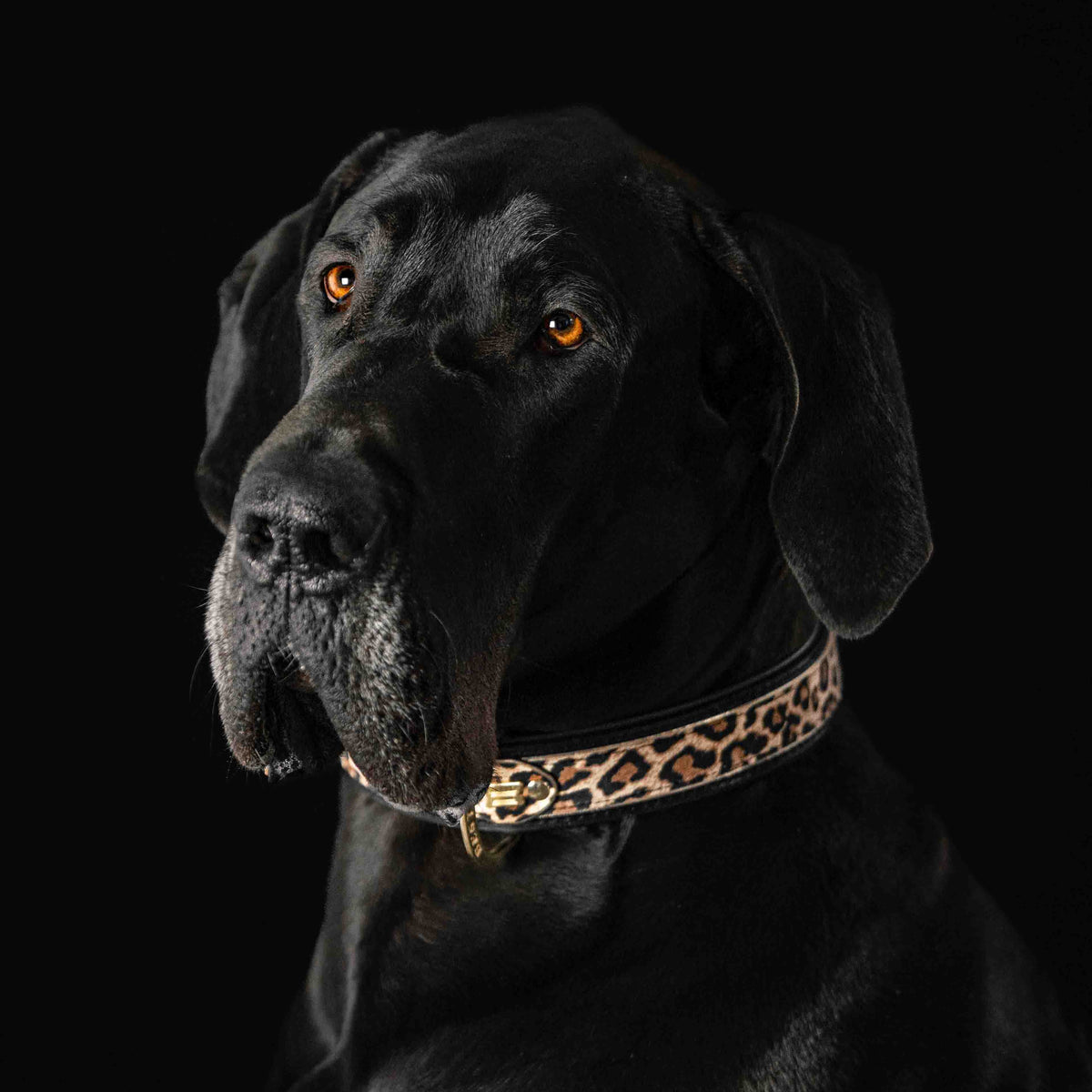 The Leopard Collar